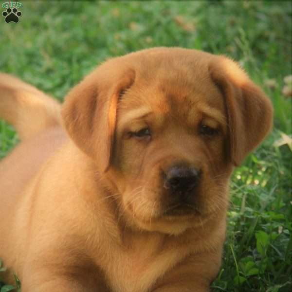Cyrus, Fox Red Labrador Retriever Puppy